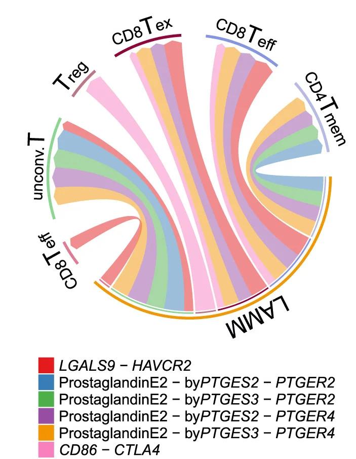 Open access visualization of Chord, CellphoneDB Analysis, LAMM Cells, T Cell Clusters, Human
