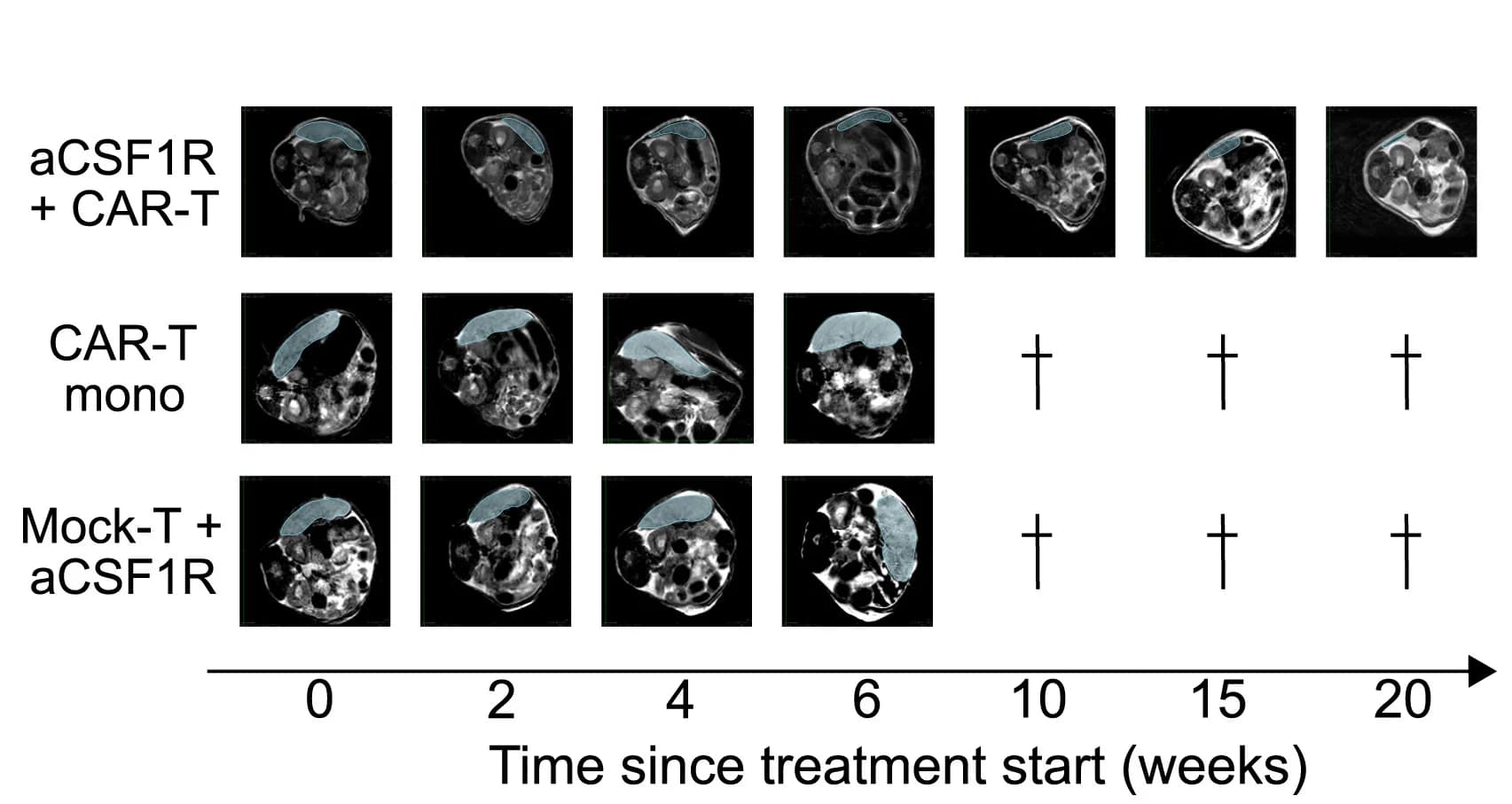 Open access visualization of Microscopy, MRI Images, PPMBC Mice, Treatment