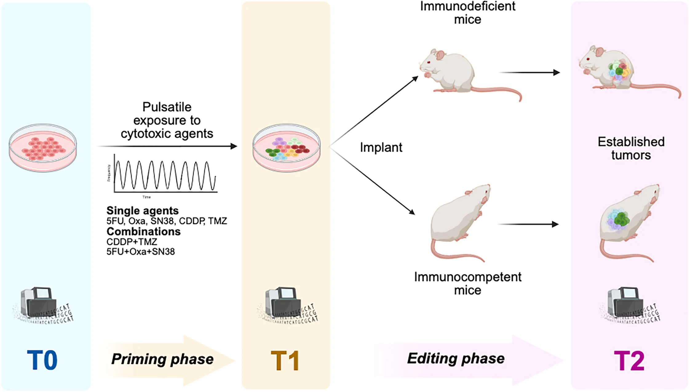 Open access visualization of Workflow, Illustration, Syngeneic Murine Colorectal Cancer Cells, Syngeneic Murine Breast Cancer Cells, Temozolomide