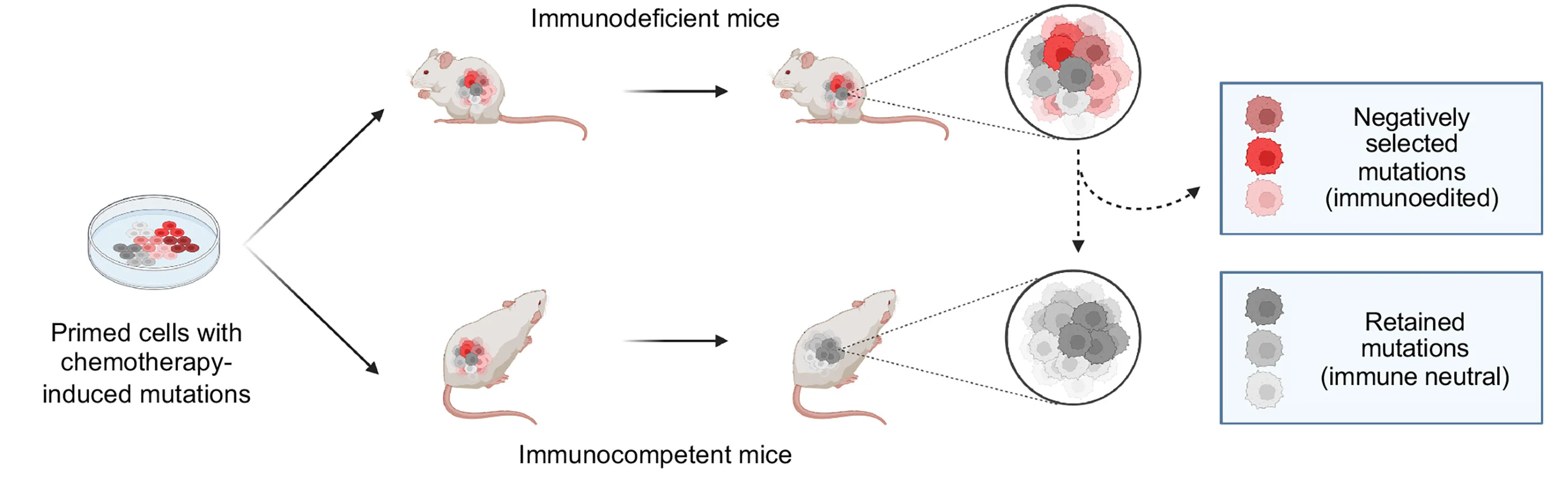 Open access visualization of Workflow, Flowchart, Illustration, Mutations, Tumors