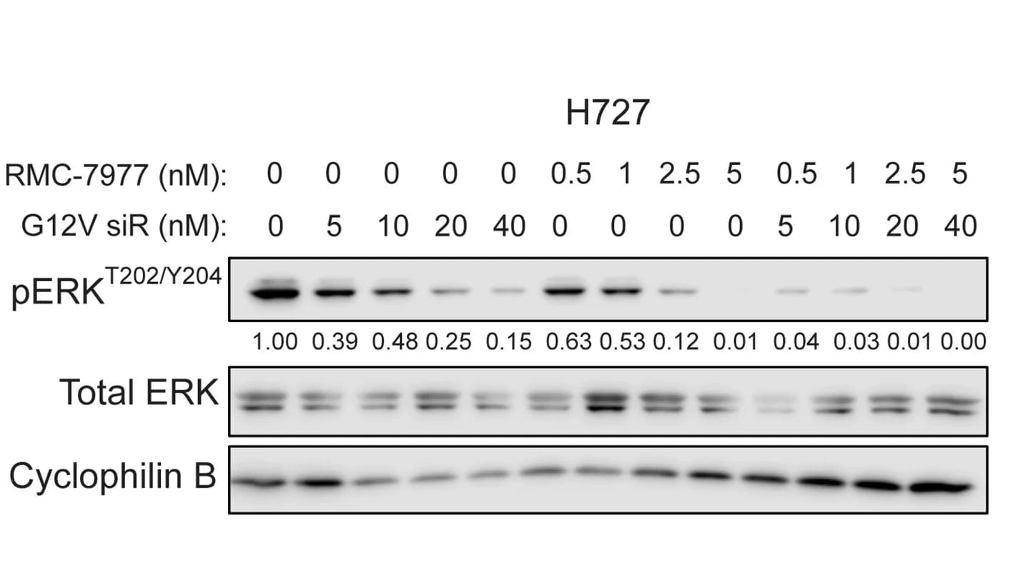 Open access visualization of Gel, Western Blot, Cells, G12V siRNA, RMC-7977