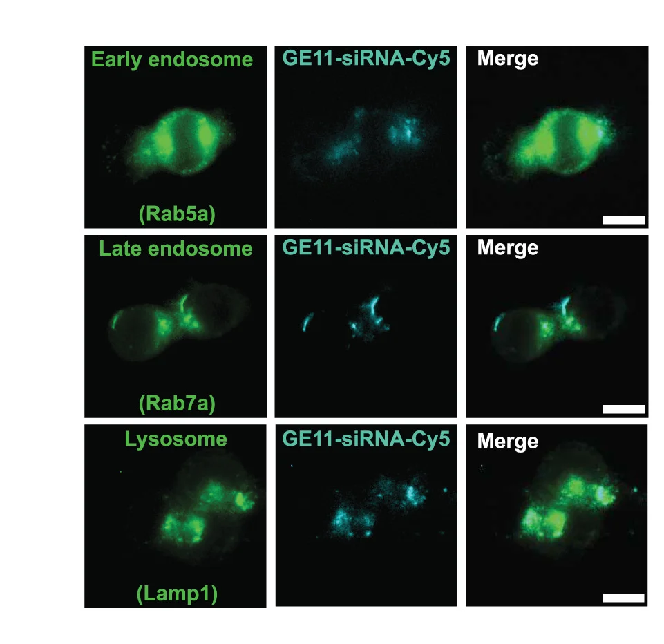 Open access visualization of Microscopy, Fluorescent Micrographs, GE11C, cy5 siRNA, Endosomal Markers