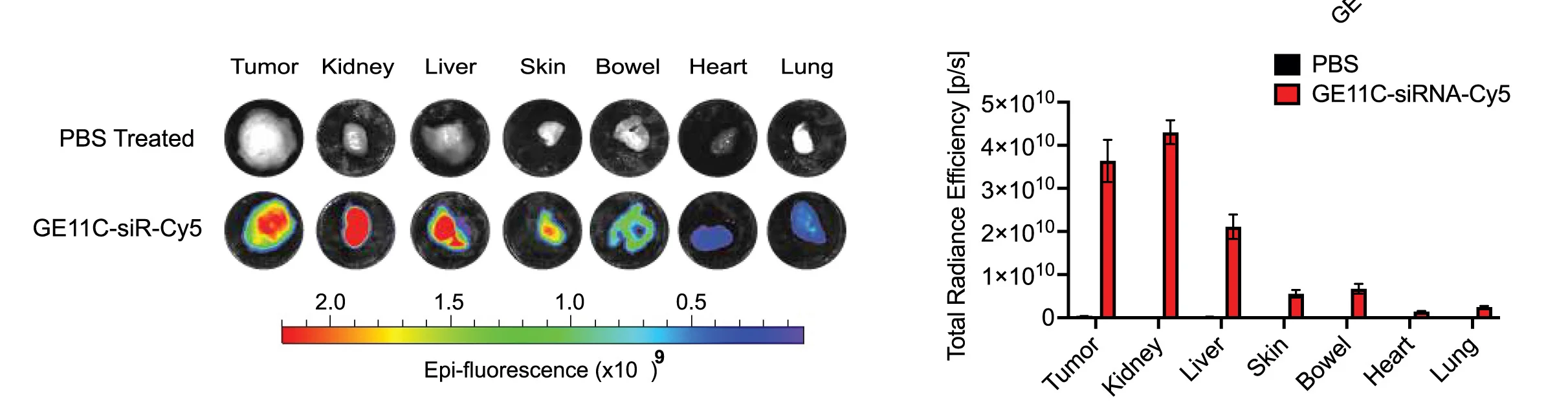 Open access visualization of Bar Plot, Photo, Microscopy, Error Bars, Ex Vivo