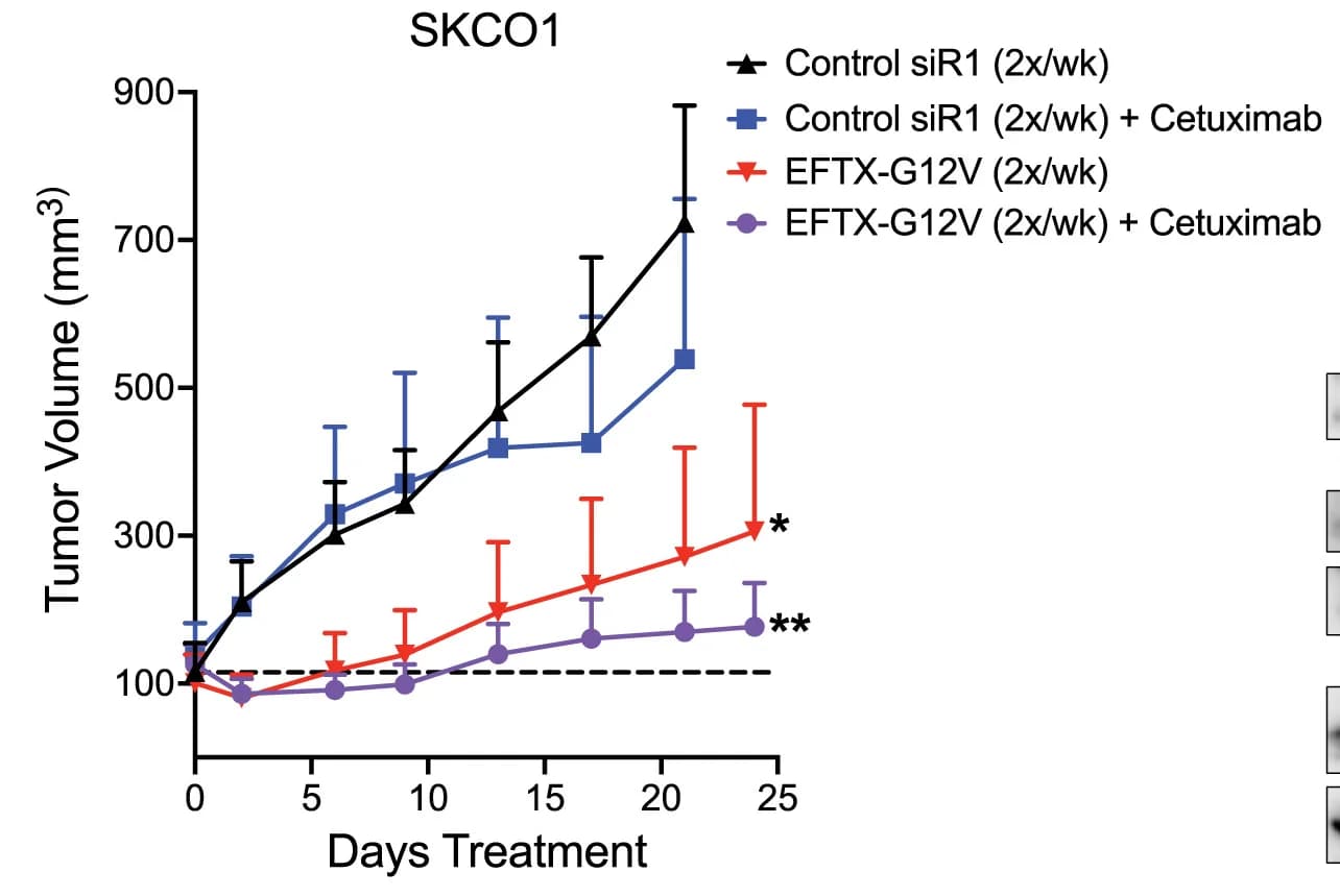 Open access visualization of Line Plot, Error Bars, Xenograft Tumor Volume, Mice, GE11C-control siRNA