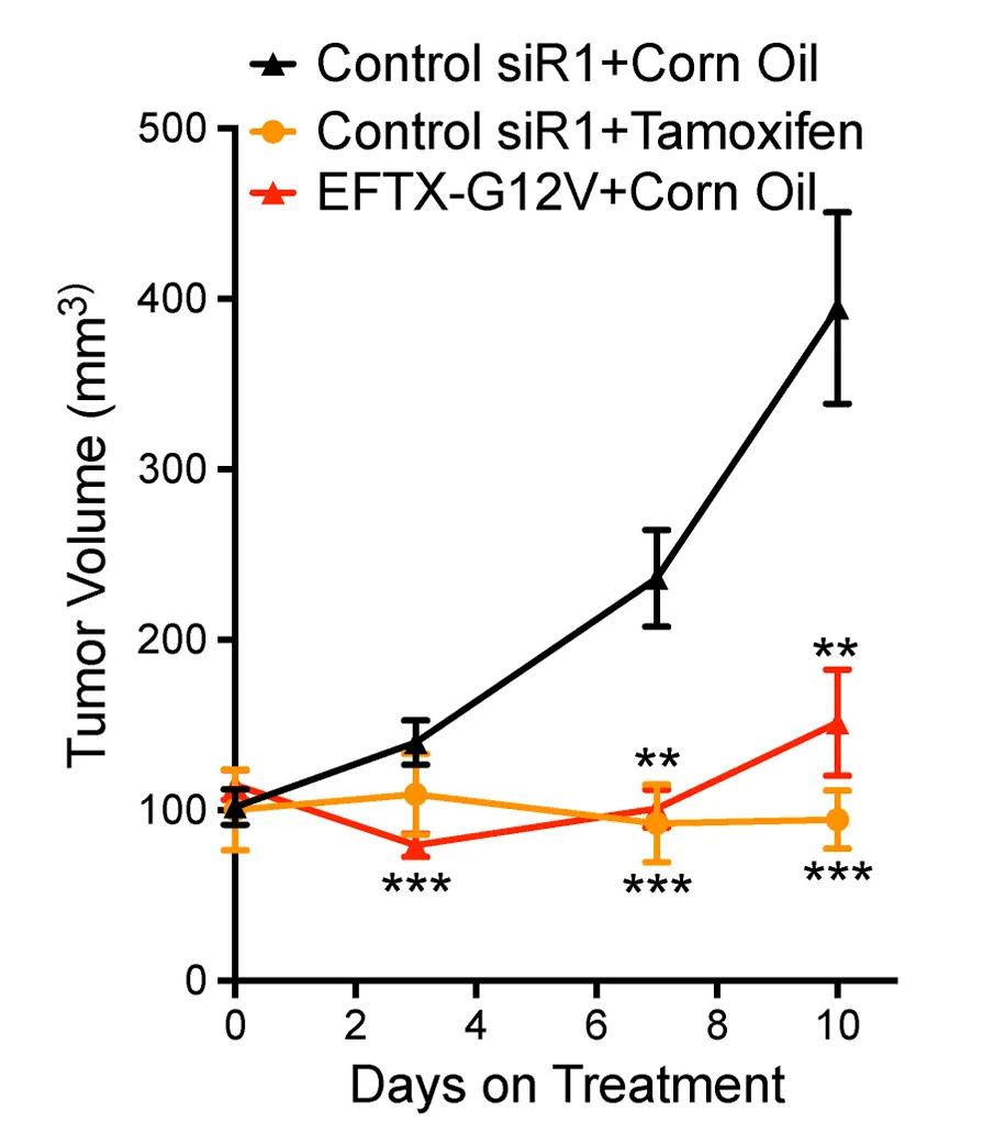 Open access visualization of Line Plot, Error Bars, MPK195 Xenograft, Tumor Volume, Control siR