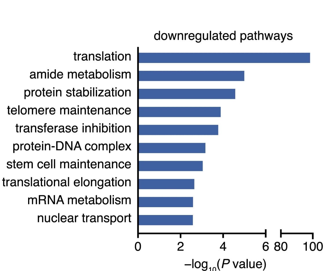 Open access visualization of Bar Plot, Enriched Pathways, Downregulated Genes
