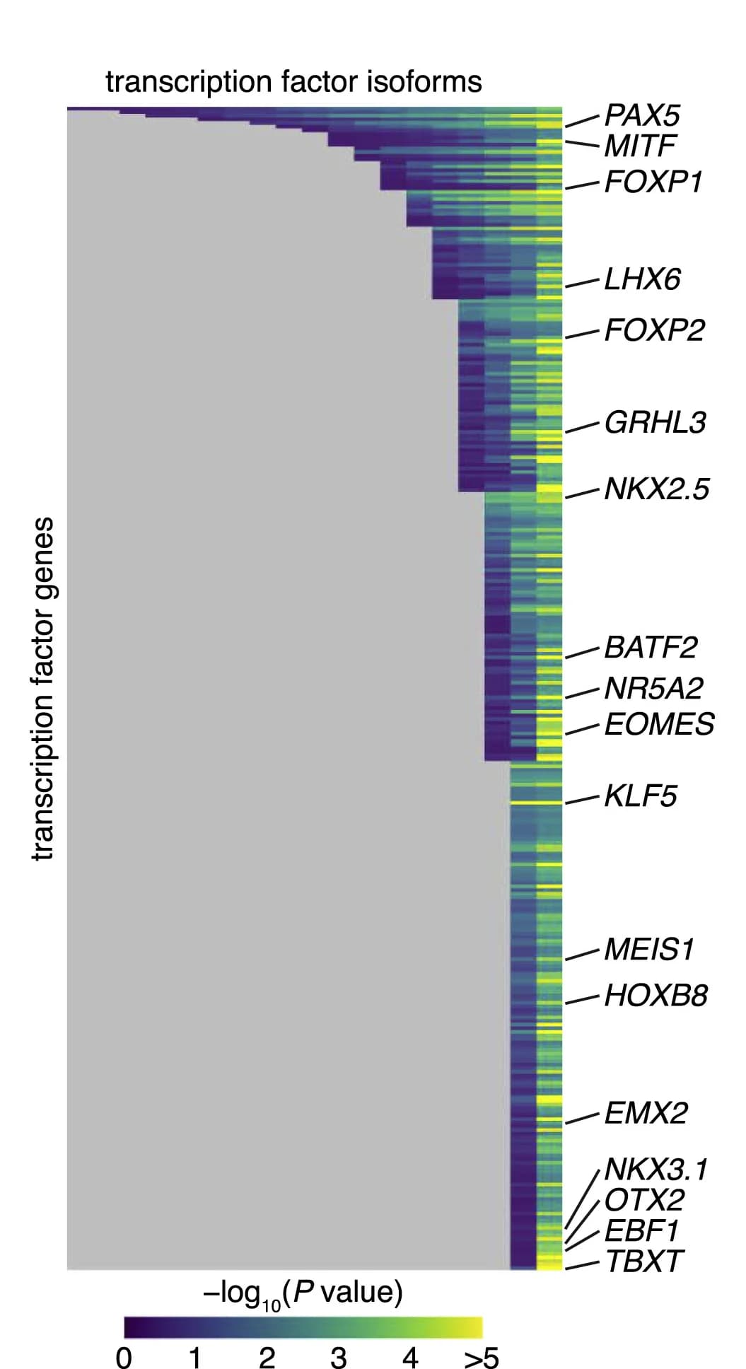 Open access visualization of Heatmap, Clustered, Pseudotime, TF Isoforms, TF Genes