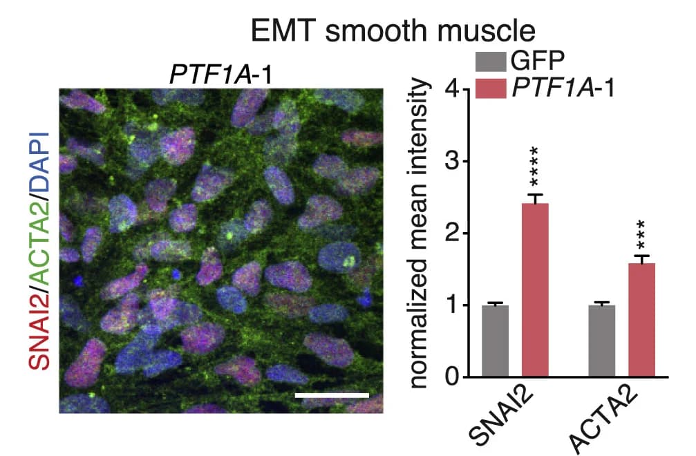 Open access visualization of Bar Plot, Error Bars, Microscopy, Immunostaining, H1 hESCs