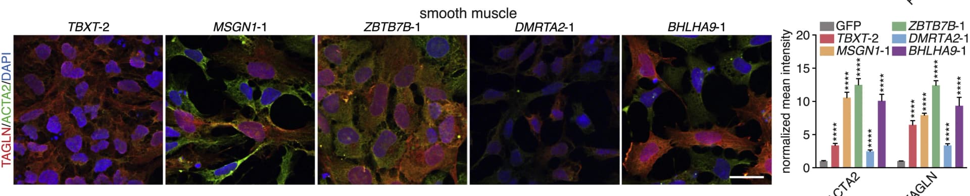 Open access visualization of Microscopy, Bar Plot, Error Bars, Immunostaining, H1 hESCs