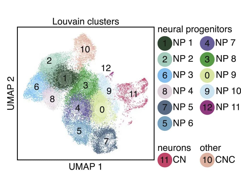Open access visualization of UMAP, Scatter Plot, scRNA-seq, iNPs, Embryoid Body