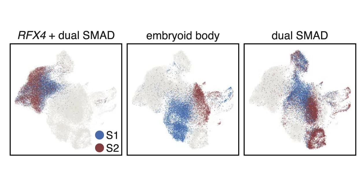 Open access visualization of Scatter Plot, UMAP, scRNA-seq, iNPs, Embryoid Body