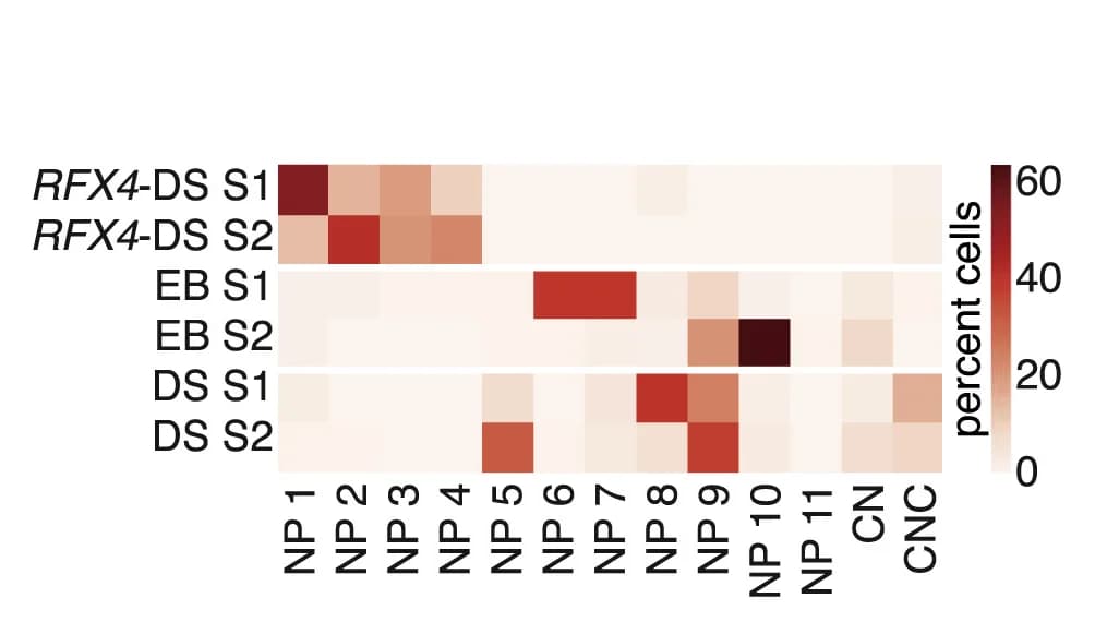 Open access visualization of Heatmap, Cells, Replicate, Cluster