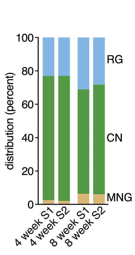 Open access visualization of Stacked Bar Plot, scRNA-seq, Cells, Spontaneous Differentiation, RFX4-DS-iNPs