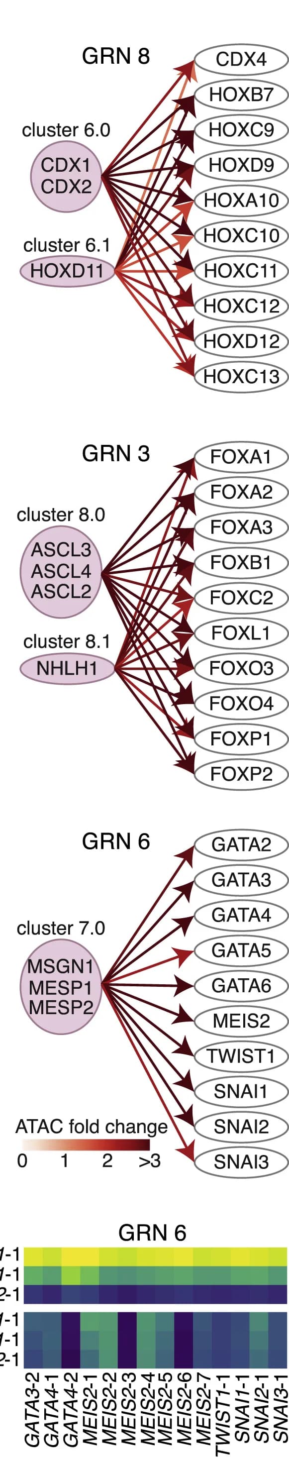 Open access visualization of Pathway, Heatmap, GRNs, TF ORFs, Downstream TFs