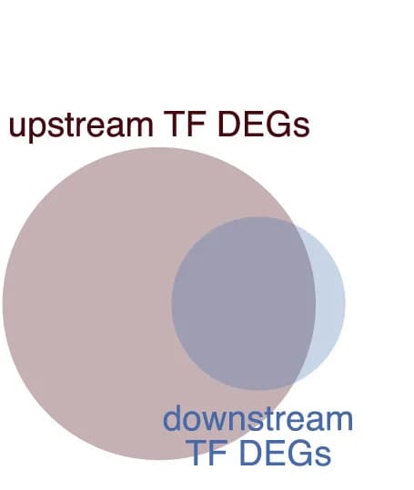 Open access visualization of Venn Diagram, Schematic, Differentially Expressed Genes, DEGs, Upstream TFs