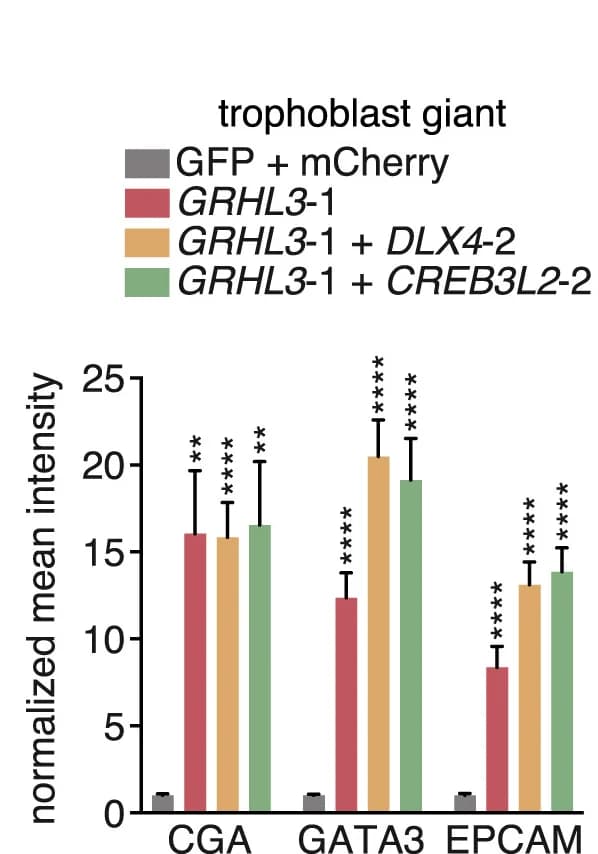 Open access visualization of Bar Plot, Error Bars, Clustered, Marker gene expression, Immunostaining