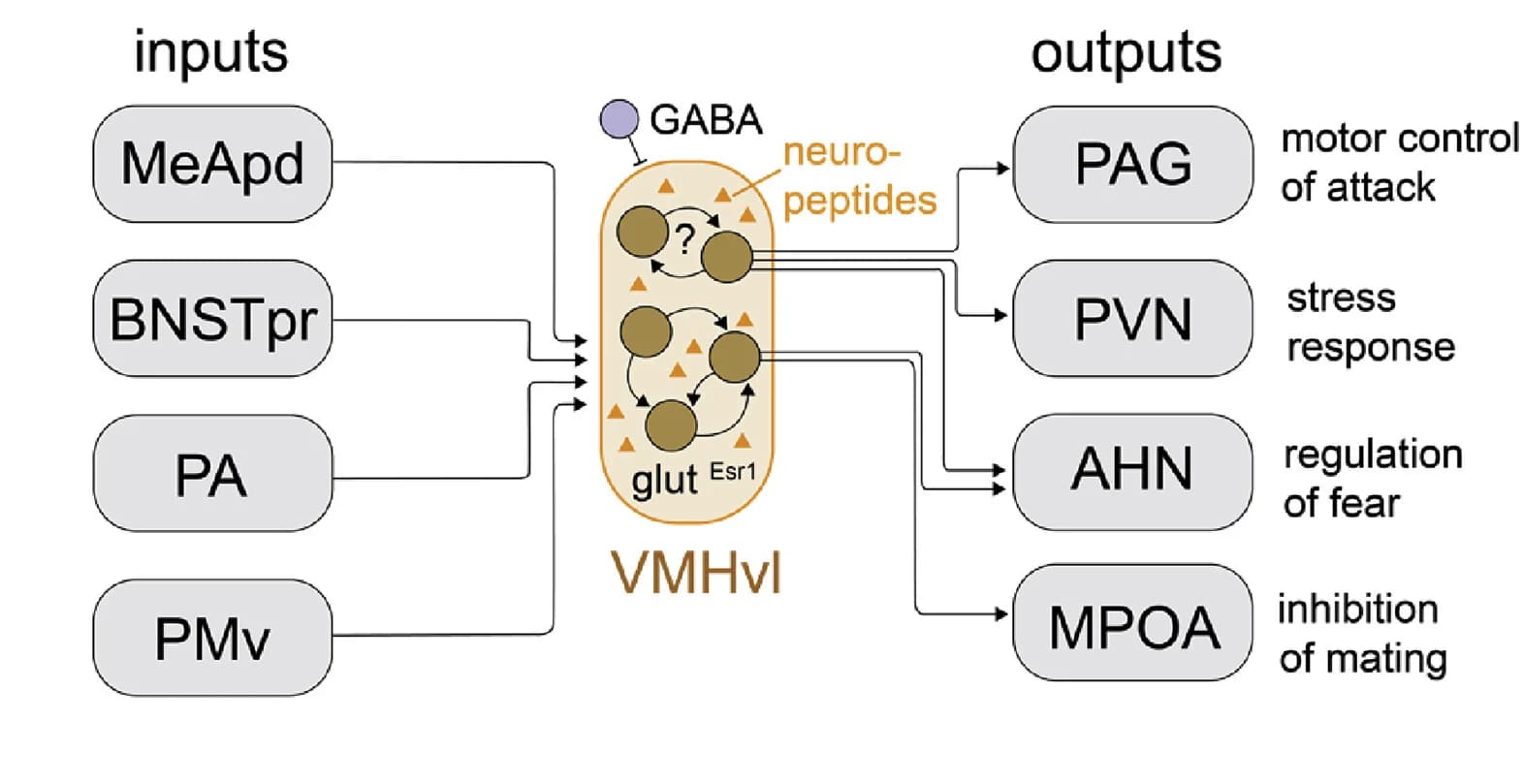 Open access visualization of Workflow, Flowchart, Illustration, Cytoarchitecture, Input-output maps