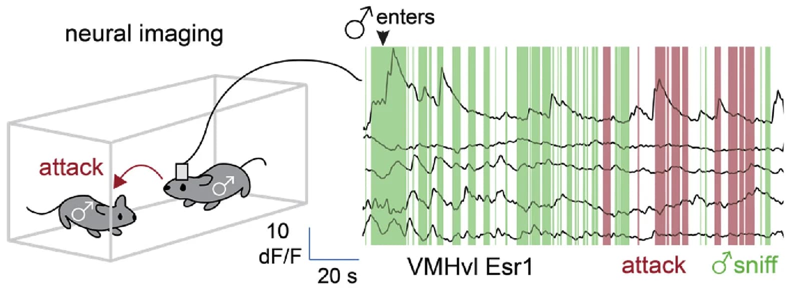 Open access visualization of Line Plot, Traces, Esr1+ neurons, VMHvl