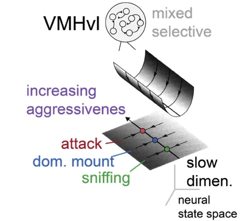 Open access visualization of Illustration, Workflow, Line Attractor Dynamics, VMHvl