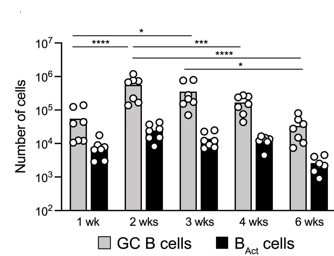 Open access visualization of Bar Plot, Clustered, Germinal Center B Cells, Activated B Cells, Time Points