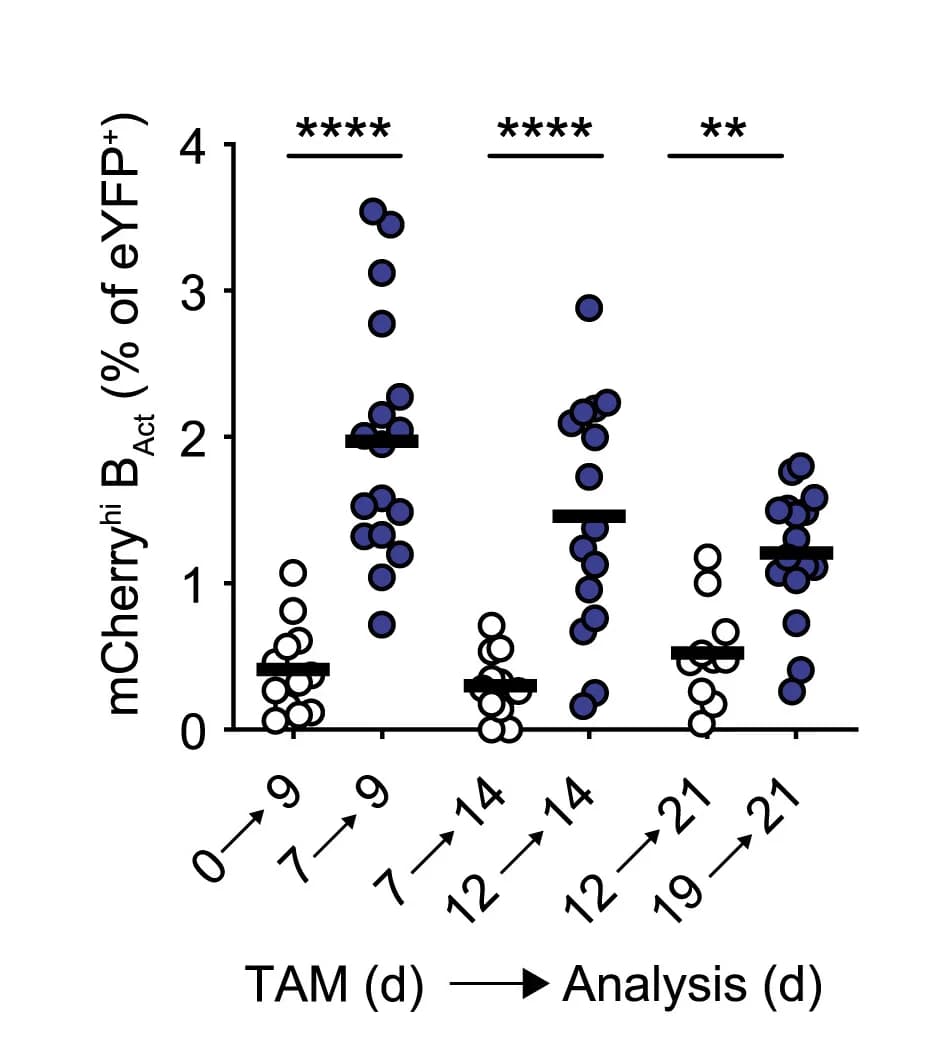 Open access visualization of Scatter Plot, mCherryhiactivated B Cells, Time Points, Immunization, Tamoxifen