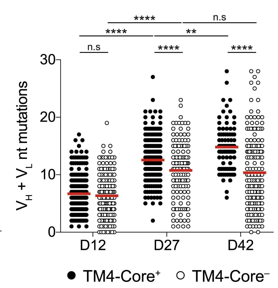 Open access visualization of Scatter Plot, Somatic Mutations, Antibodies, TM4-Core+GC Cells, TM4-Core-GC Cells