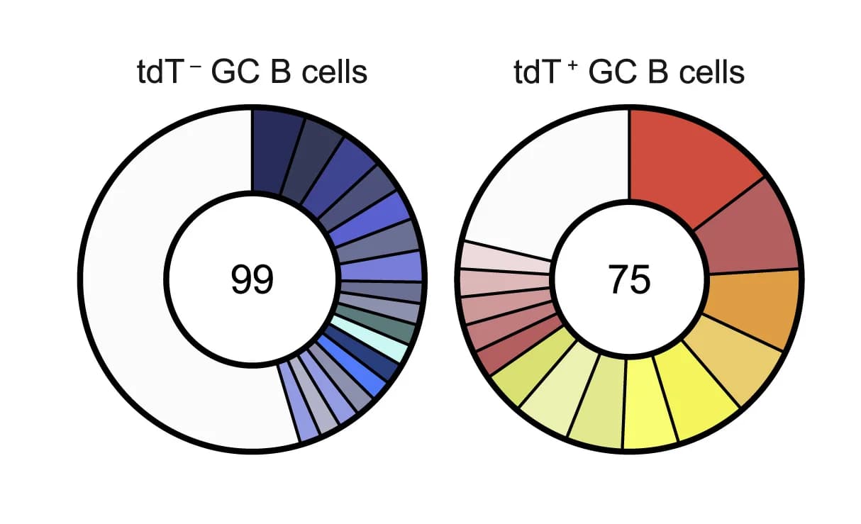 Open access visualization of Donut Chart, Clonal Diversity, GC B Cells, Pie Charts, Sequencing