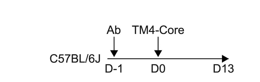 Open access visualization of Workflow, Experiment, Mice, Antibodies, GC Formation