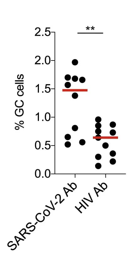 Open access visualization of Scatter Plot, Flow Cytometry, GC B Cells, B Cells, Mice