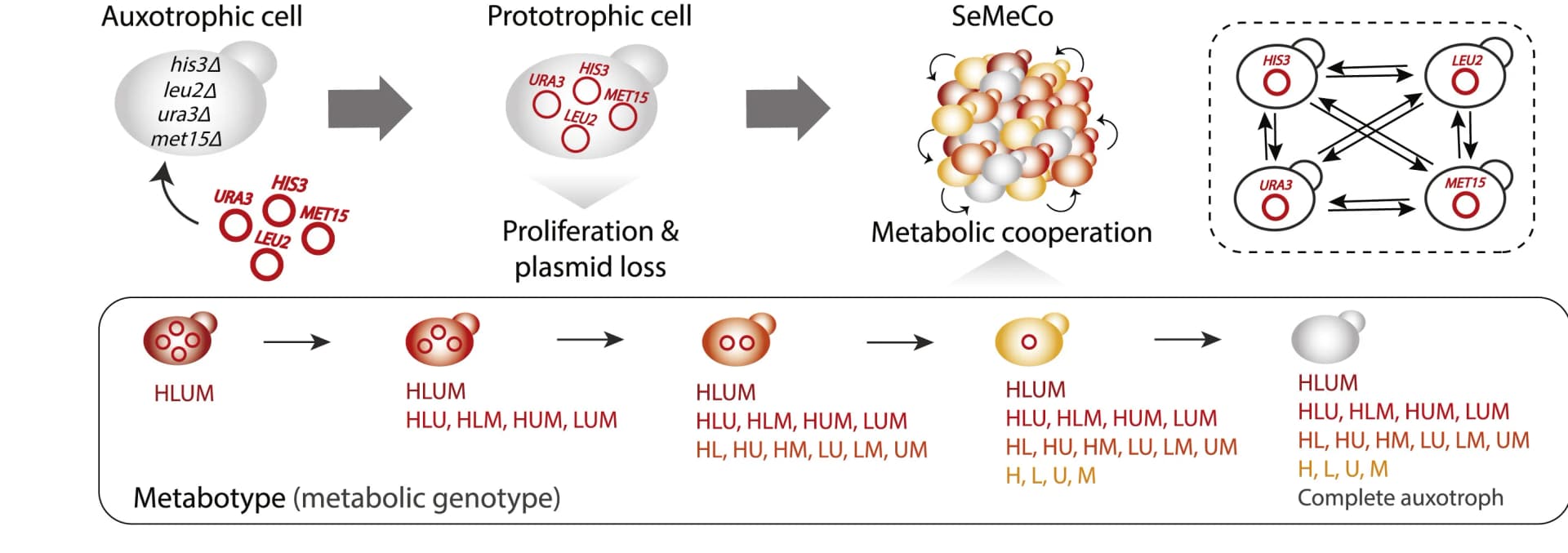Open access visualization of Workflow, Flowchart, Illustration, SeMeCo, Prototrophic cell