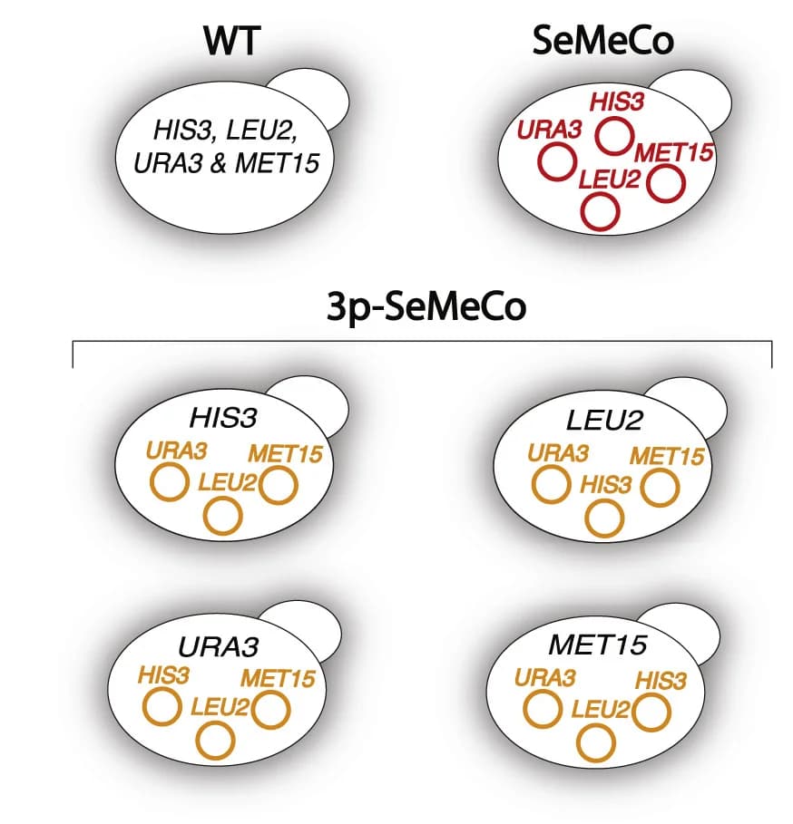 Open access visualization of Illustration, Wild Type, SeMeCo, 3p-SeMeCo, Markers