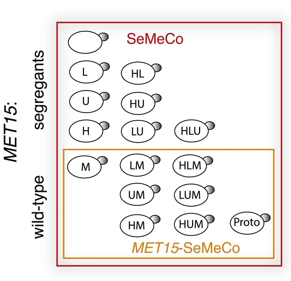 Open access visualization of Illustration, Metabolic Markers, Metabotypes, MET15 Plasmid
