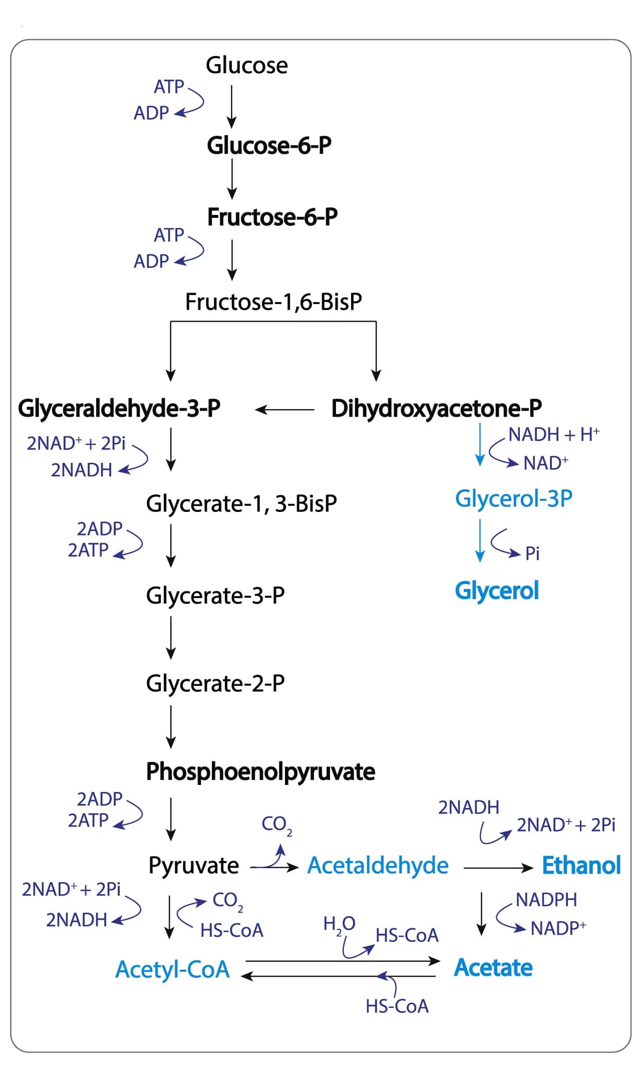 Open access visualization of Workflow, Flowchart, Illustration, Glycolysis, Metabolites