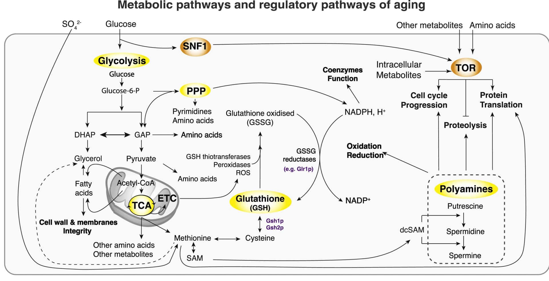 Open access visualization of Workflow, Flowchart, Metabolic Pathways, Regulatory Pathways, Aging