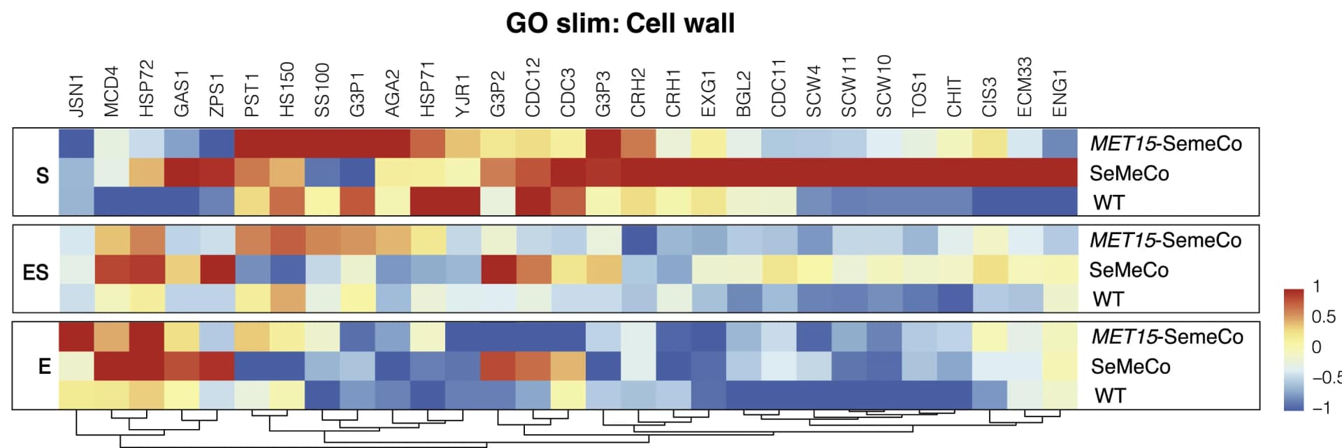 Open access visualization of Heatmap, Clustered, Protein Expression, GO Slim Term, Cell Wall