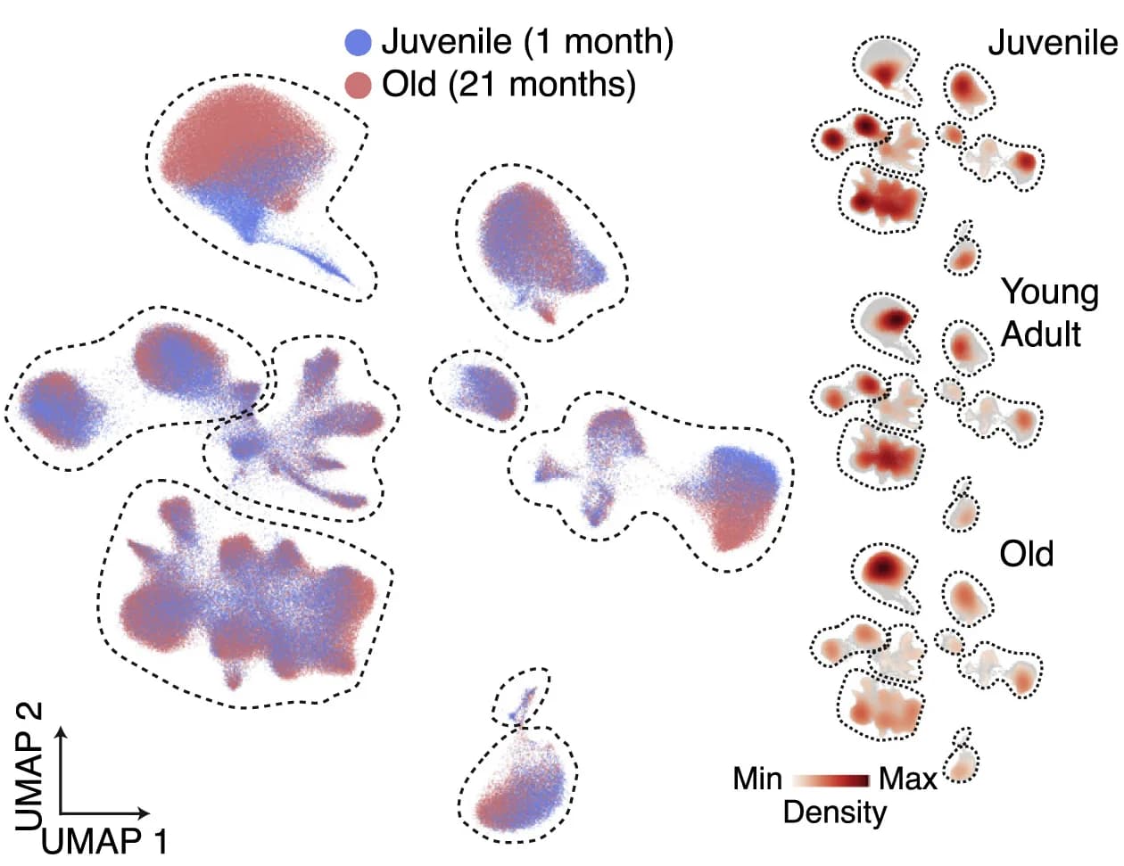 Open access visualization of UMAP, Scatter Plot, Density Plot, Cells, Age