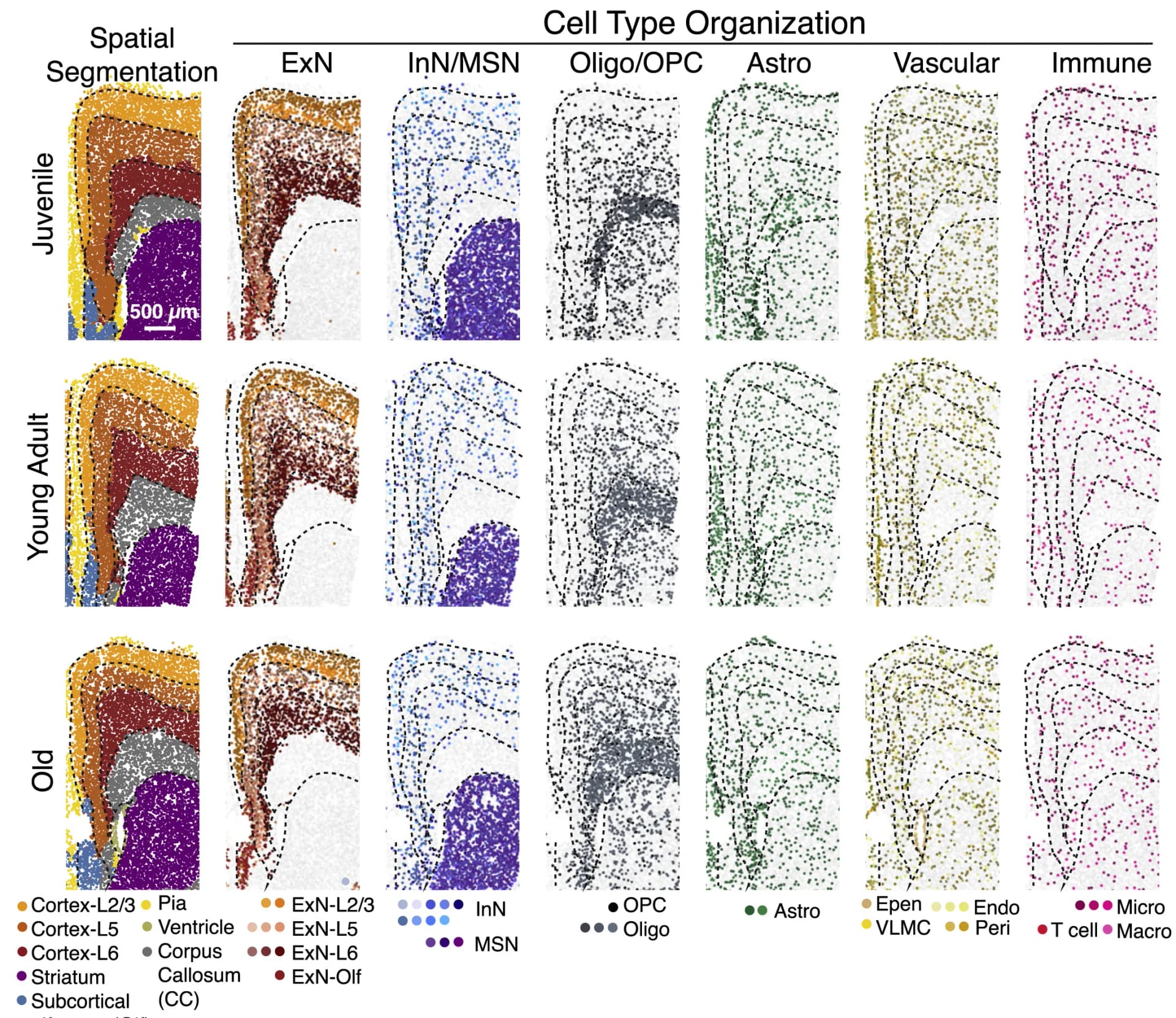 Open access visualization of Scatter Plot, Spatial Segmentation, Cell Types, Anatomical Regions, Spatial Organization