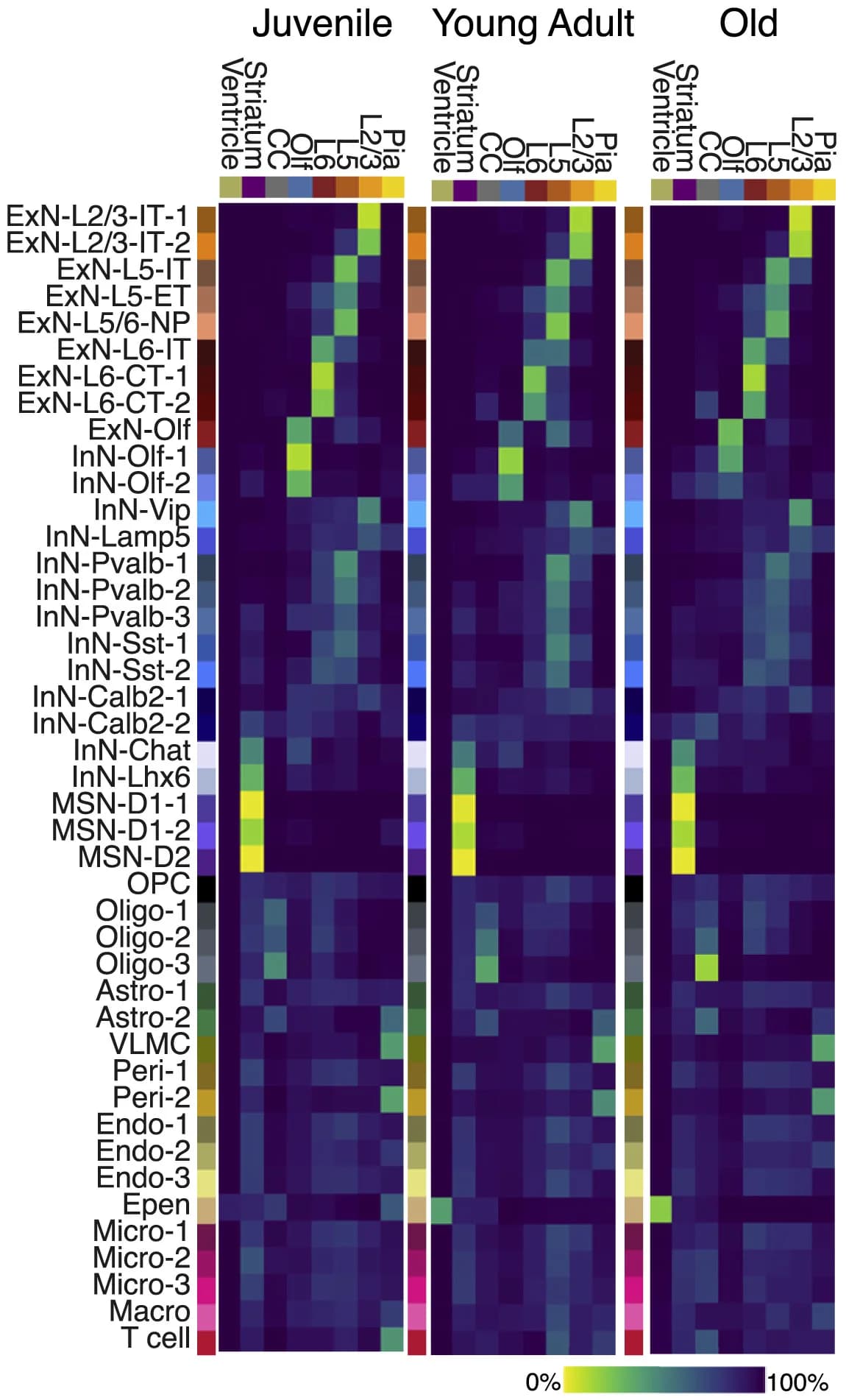 Open access visualization of Heatmap, Cell Fraction, Anatomical Regions, Cell Cluster, Corpus Callosum