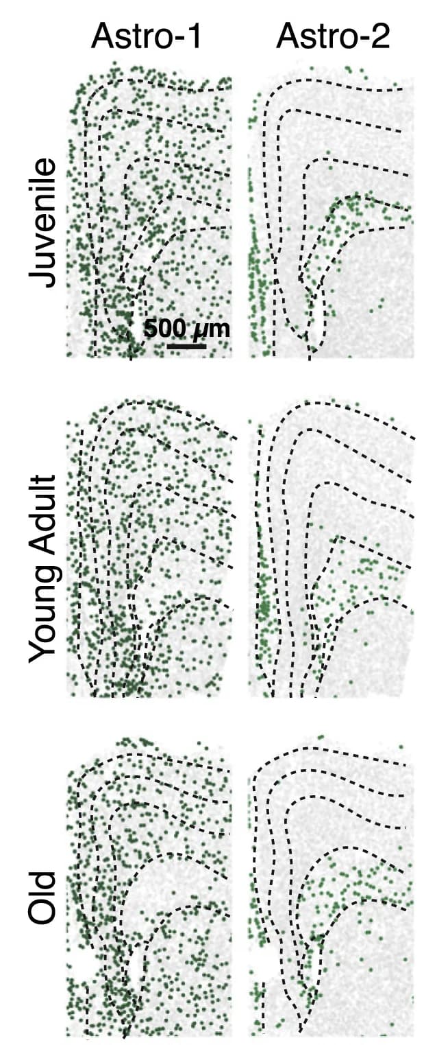 Open access visualization of Scatter Plot, Microscopy, Spatial Organization, Astrocyte Clusters