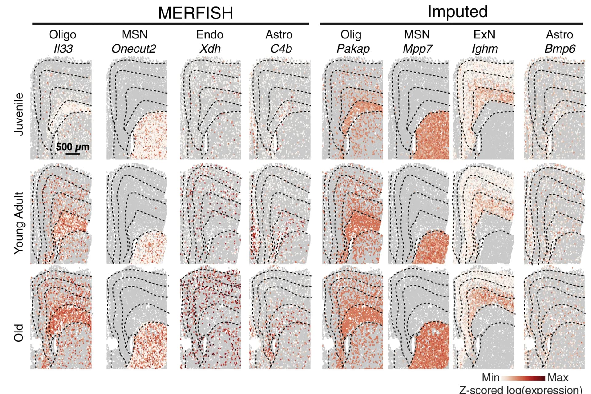 Open access visualization of Scatter Plot, Heatmap, Spatial Maps, Differentially Expressed Genes, Gene Expression