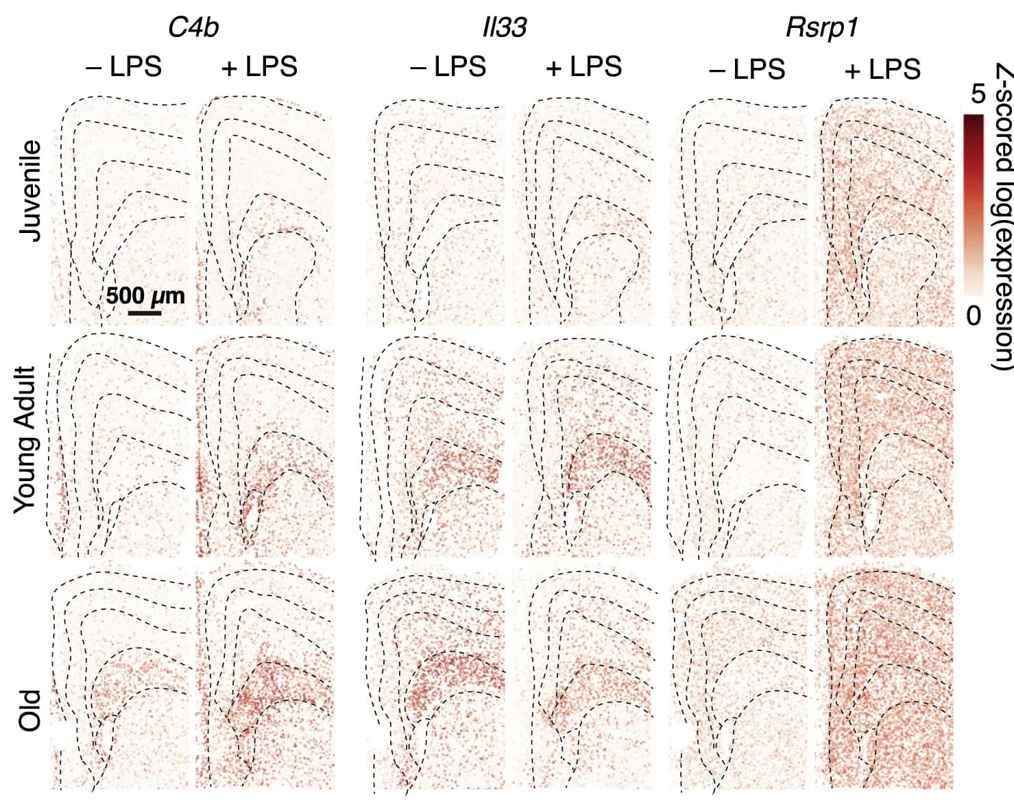 Open access visualization of Heatmap, Spatial Map, Gene Expression, LPS