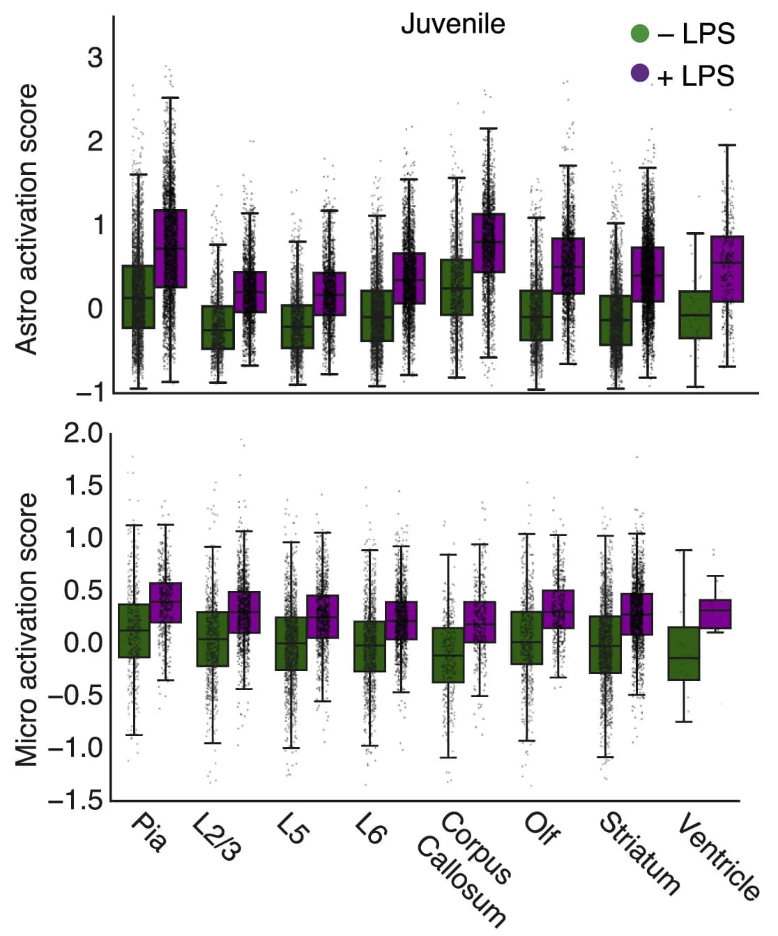 Open access visualization of Box Plot, Scatter Plot, Raincloud Plot, Microglia, Astrocytes