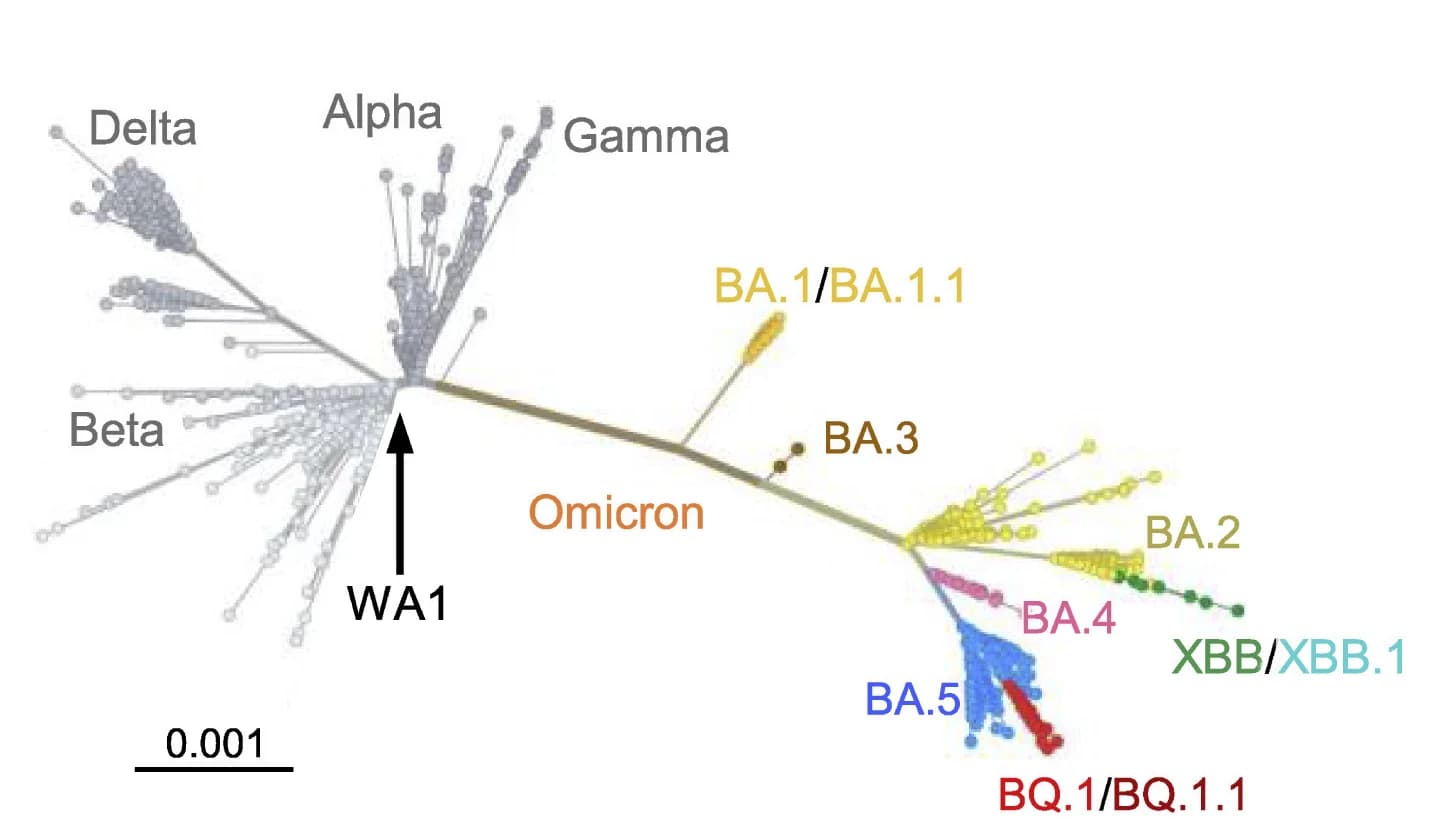 Open access visualization of Network, Pathway, Phylogenetic Tree, Omicron Subvariants, SARS-CoV-2 Variants
