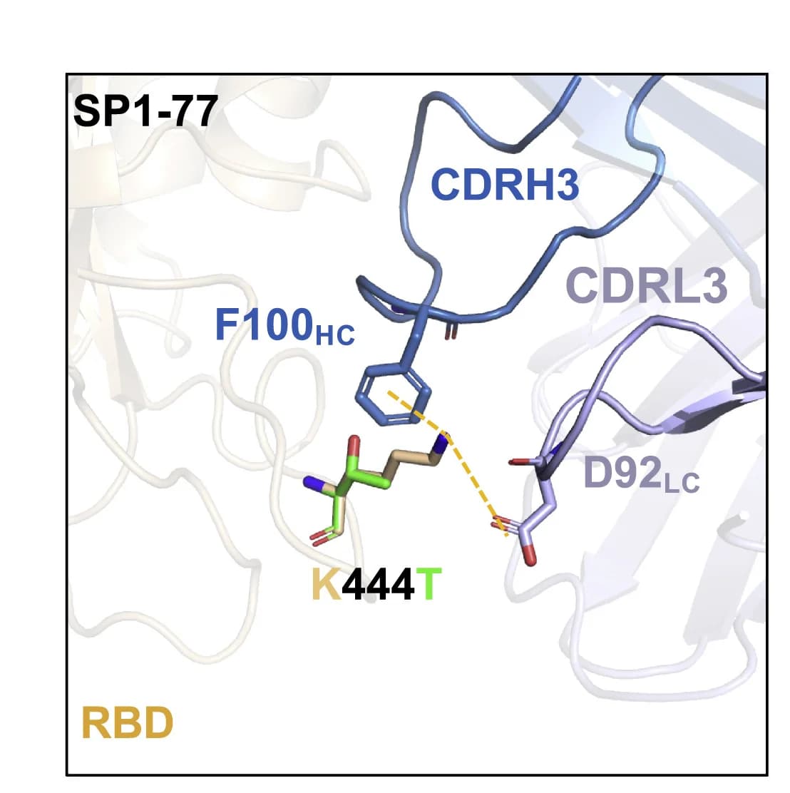 Open access visualization of Protein Structure, Chemical Structure, RBD, Class 3 mAbs, K444T