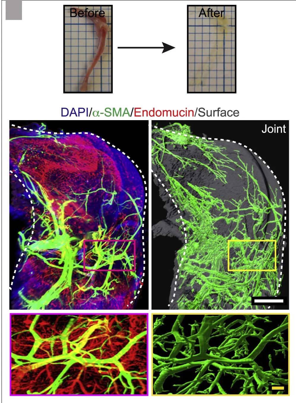 Open access visualization of Microscopy, Photo, Murine Knee Joint, Tissue Clearing, 3D Images
