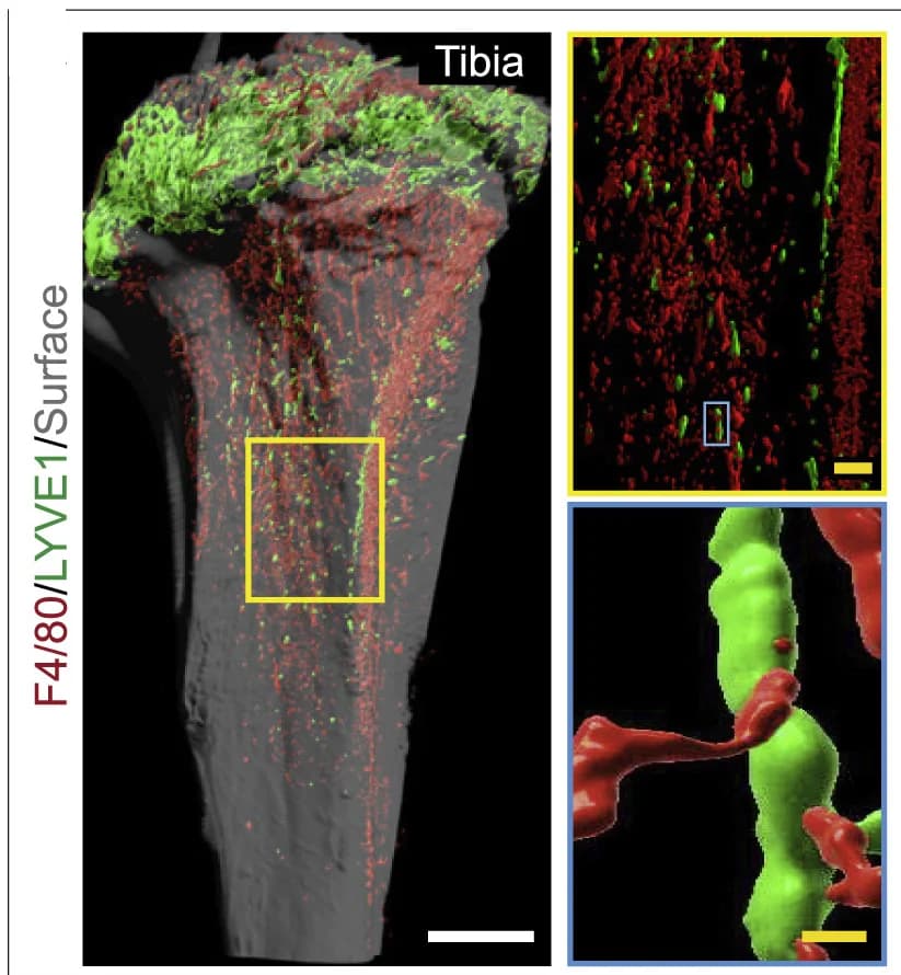 Open access visualization of Microscopy, 3D Images, Murine Tibia, F4/80, LYVE1