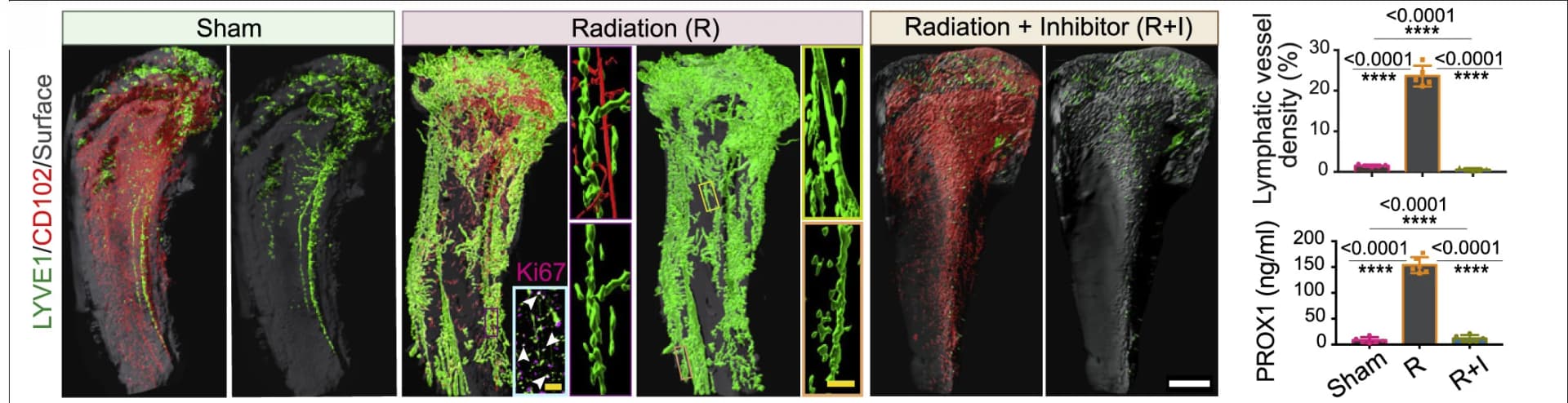 Open access visualization of Bar Plot, Microscopy, Tibiae, LYVE1, CD102