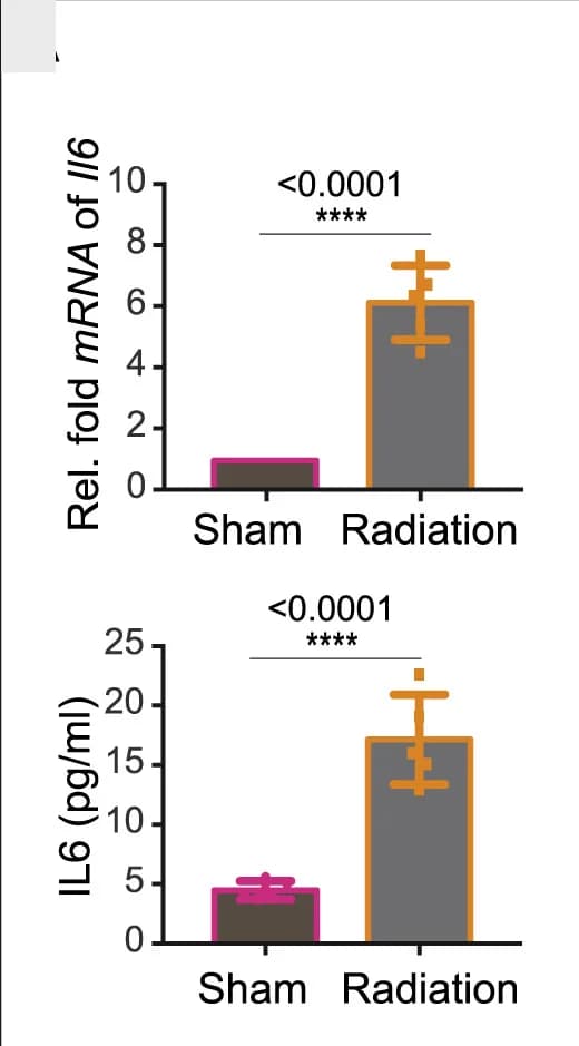 Open access visualization of Bar Plot, Error Bars, mRNA expression, IL-6, Bones