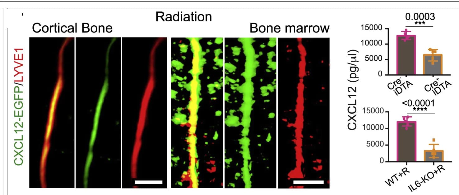 Open access visualization of Bar Plot, Error Bars, 3D images, Tibiae, CXCL12-EGFP mice