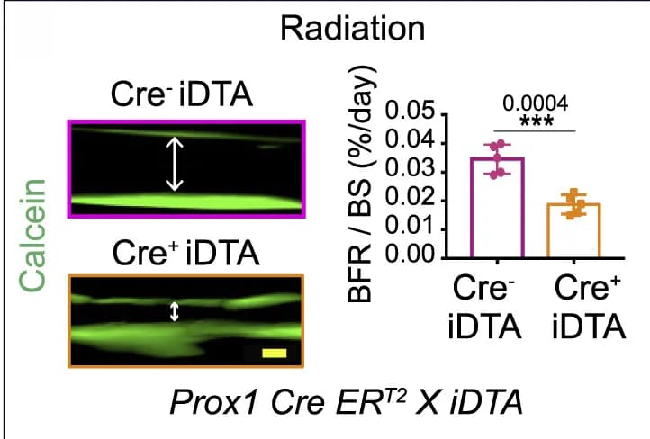 Open access visualization of Bar Plot, Error Bars, Bone Formation Rate, Bone Surface, Radiation